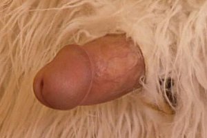 Hairy mature xxⅹ Porn